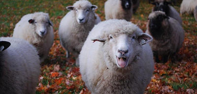 Drumlin Farm Wildlife Sanctuary