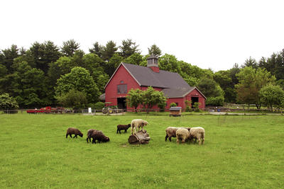 Sheep & lambs by the Red Barn at Drumlin Farm Wildlife Sanctuary