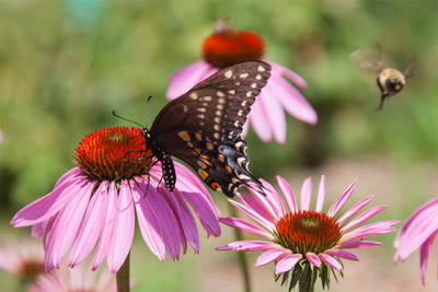 Butterfly and bee on purple coneflower