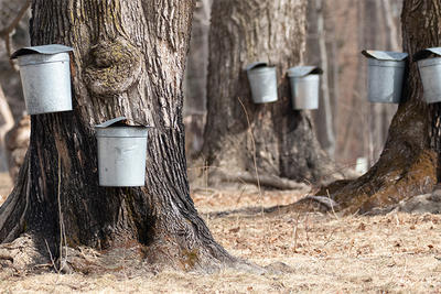 Taps and buckets in Drumlin Farm's sugar maple grove