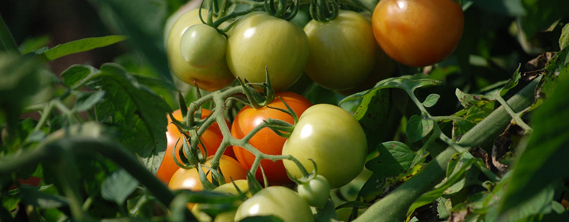 Tomatoes growing on the vine at Drumlin Farm Wildlife Sanctuary