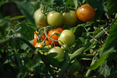 Tomatoes growing on the vine at Drumlin Farm Wildlife Sanctuary