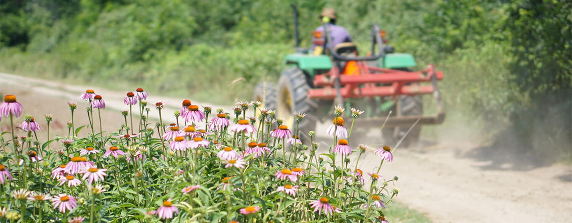 Tractor going by echinacea in the fields © Lindsay Tierney