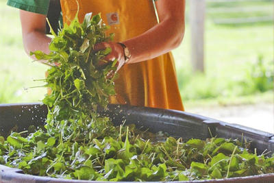 Washing freshly-harvested CSA greens by hand at Drumlin Farm