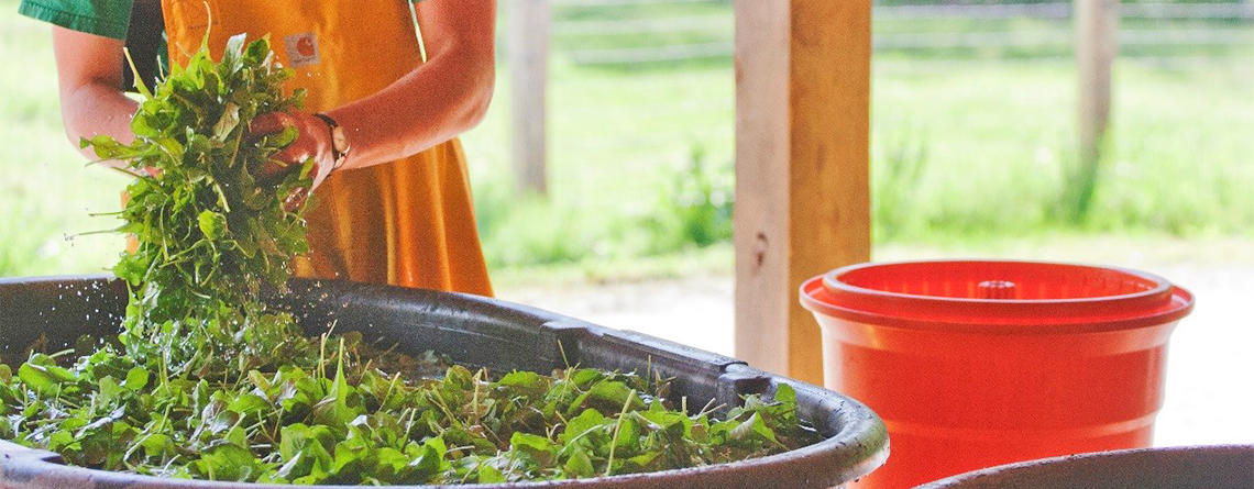 Washing freshly harvested greens by hand