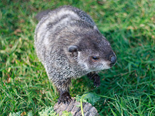 Woodchuck