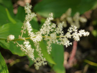 Flowering plant