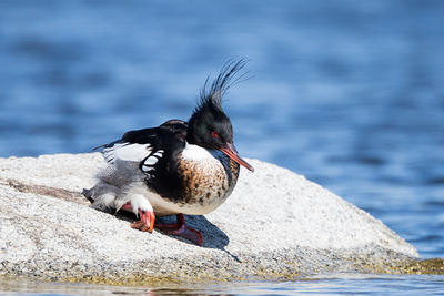 Red-breasted Merganser at Eastern Point Wildlife Sanctuary © David Peller