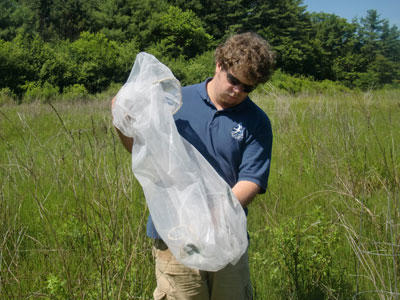 An intern releasing beetles to control purple loosestrife in Endicott's wet meadow