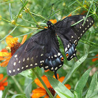 Black swallowtail at FElix Neck Wildlife Sanctuary
