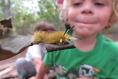 Preschooler watching a fuzzy caterpillar on a leaf at Felix Neck