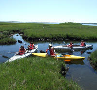 Kayakers in the marsh