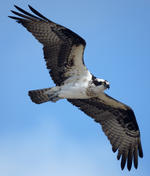 Osprey in flight © Tim Johnson