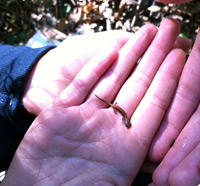 A hand holding a salamandar