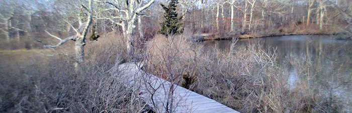 Turtle pond trail at Felix Neck Wildlife Sanctuary