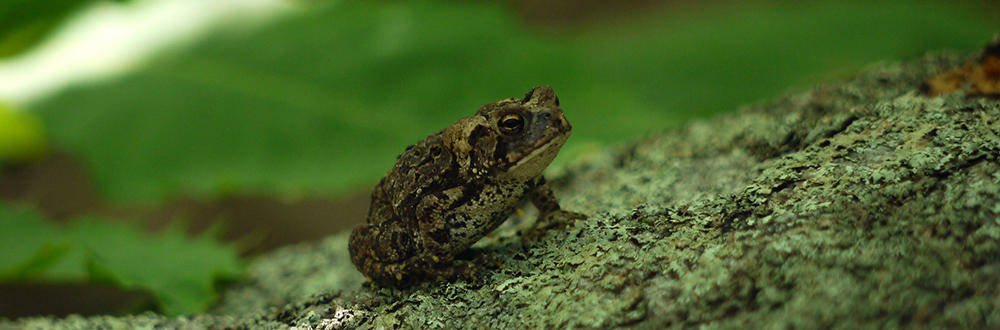 American Toad at Flat Rock