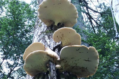 Large fungus growing on a tree at Graves Farm Wildlife Sanctuary