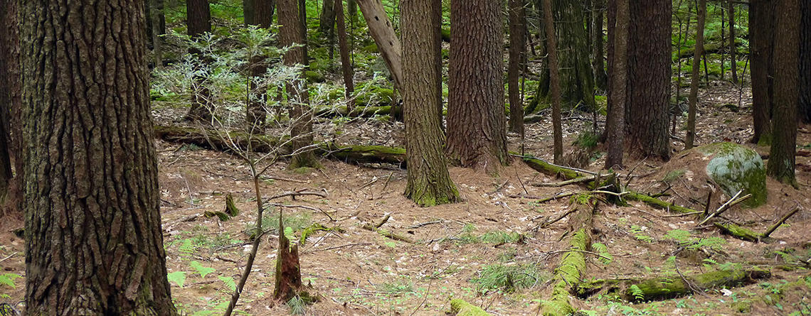 Trail in the woods at Graves Farm Wildlife Sanctuary
