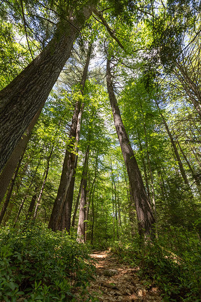 Trail underneath tall trees in summer at Graves Farm Wildlife Sanctuary