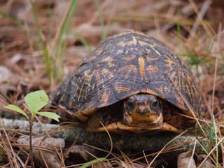 Box turtle © Richard Johnson