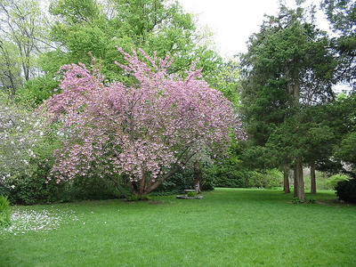 Cherry tree at Mass Audubon Habitat Education Center and Wildlife Sanctuary