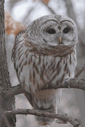 Barred owl diet