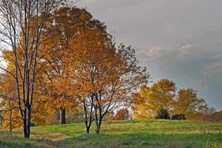 Meadow trees in fall