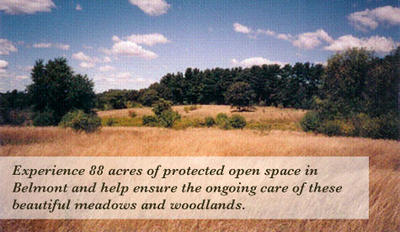 Meadow at Belmont Open Space