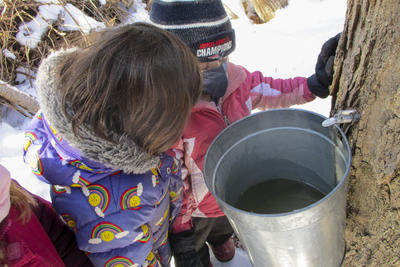 Preschoolers at Habitat looking into a maple sap collection bucket for maple sugaring