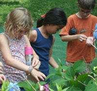 The children looking at plants