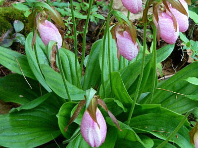 Pink Lady's Slippers in bloom at High Ledges Wildlife Sanctuary © Richard Johnson