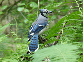 Blue Jay at North River (photo: Scott Santino)