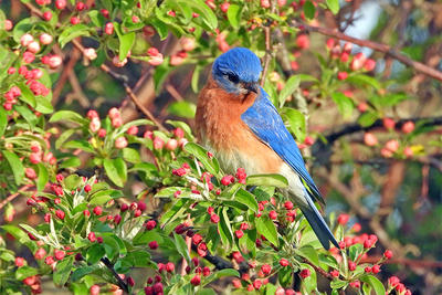 Eastern Bluebird in a budding shrub at Ipswich River Wildlife Sanctuary © Kathy Diamontopoulos