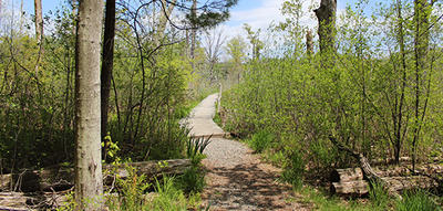 Gravel trail leading to a wetland boardwalk at Ipswich River Wildlife Sanctuary