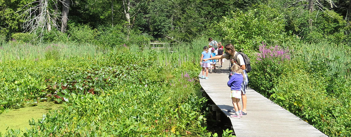 Ipswich River Nature Campers walking on the boardwalk in summer (by Scott Santino/Mass Audubon)