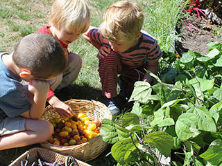Nature Preschool Boys Picking Tomatoes 320
