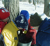 Scouts looking at a sap bucket