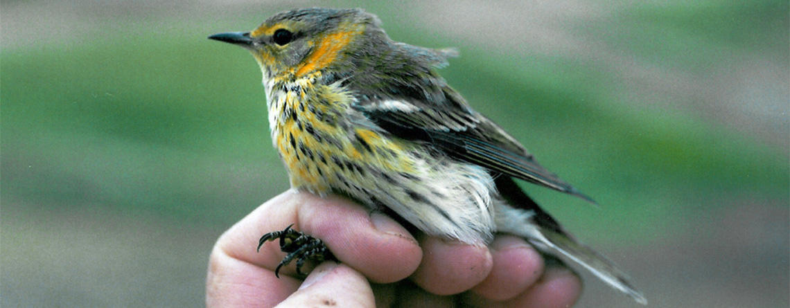 Go Birding At Joppa Flats