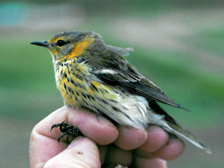 Cape May Warbler at Joppa Flats banding station