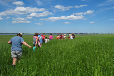 A line of students on a Marsh March at Joppa Flats salt marsh