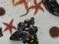 touch tank creatures at Joppa Flats Education Center