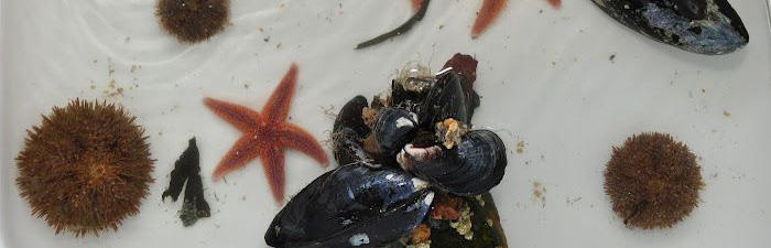 touch tank creatures at Joppa Flats Education Center