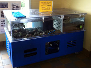 Touch tank at Joppa Flats Education Center
