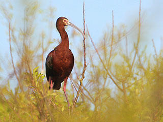 White faced ibis © Craig Gibson