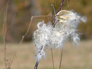 Milkweed