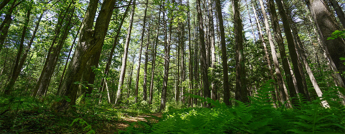 Forest trail at Laughing Brook Wildlife Sanctuary