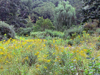 Meadow at Mass Audubon Laughing Brook Wildlife Sanctuary © Richard Johnson