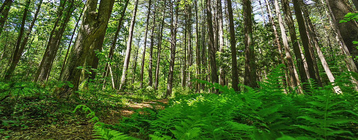 Wooded trail bordered by patches of wild ferns at Laughing Brook Wildlife Sanctuary in summer