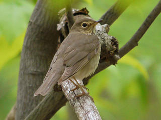 Veery in a tree at Lincoln Woods Wildlife Sanctuary © Richard Johnson