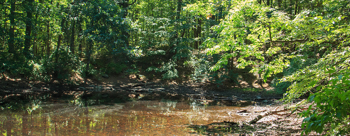 Vernal pool in the forest at Lincoln Woods Wildlife Sanctuary